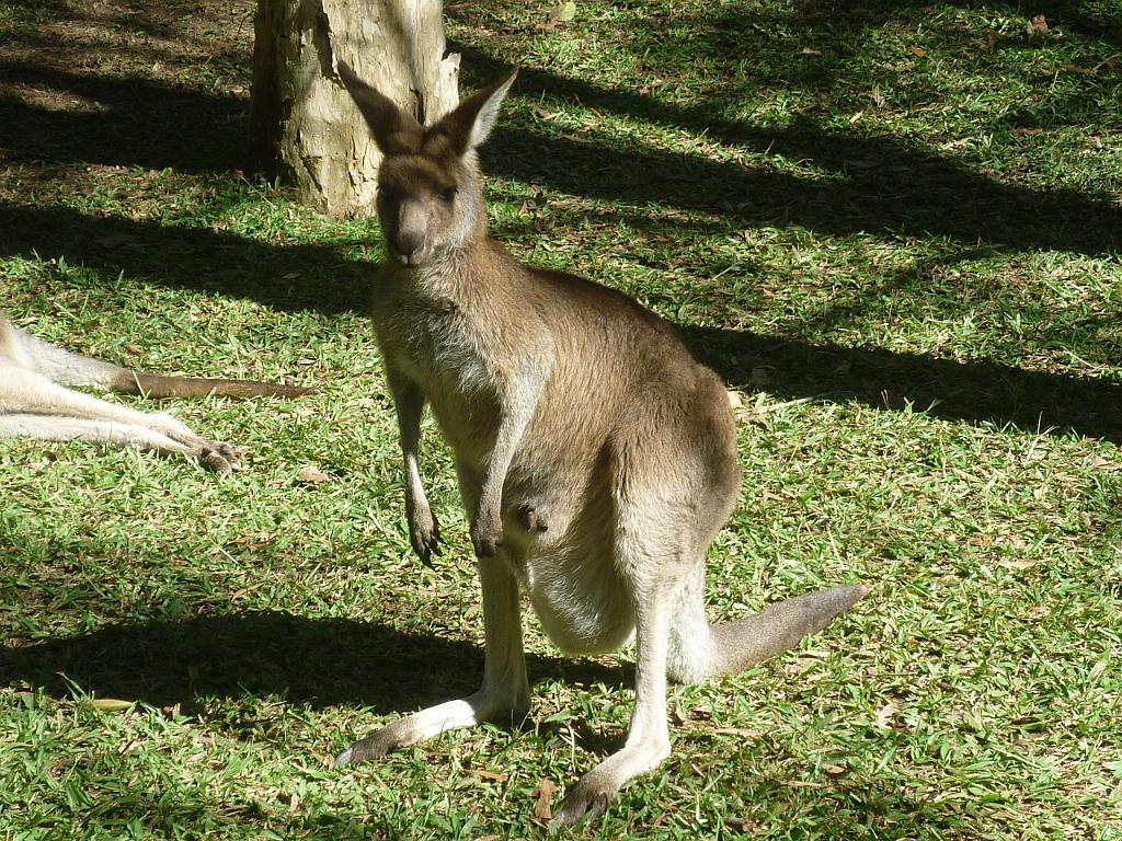 2011_05_Australia (539).JPG